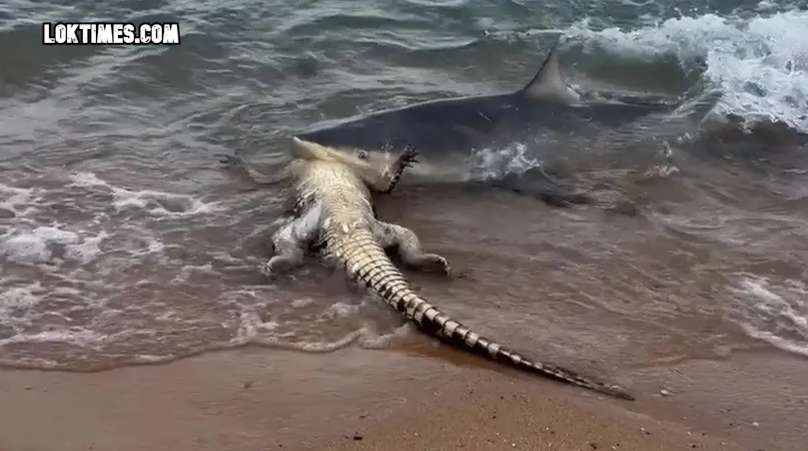 Viral Hiu Serang Buaya