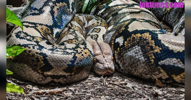 Viral Mayat Dalam Perut Ular Piton 6 Meter Di Sidrap Sulsel!